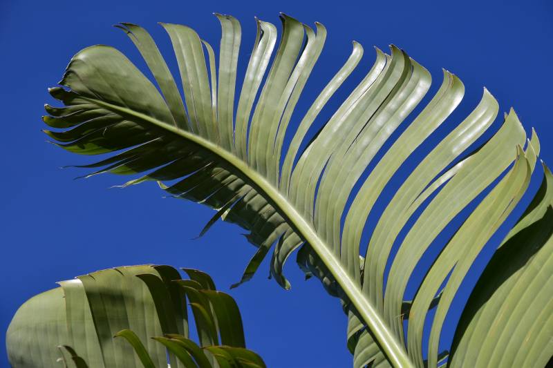 location plante exotique, tropicale pour événement Marseille