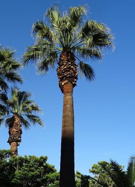 Louer un palmier Washingtonia pour une décoration tropicale pour votre mariage proche de Marseille
